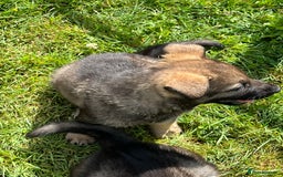 German Shepherd dogs for sale: German Shepherd Pups  - Image 17