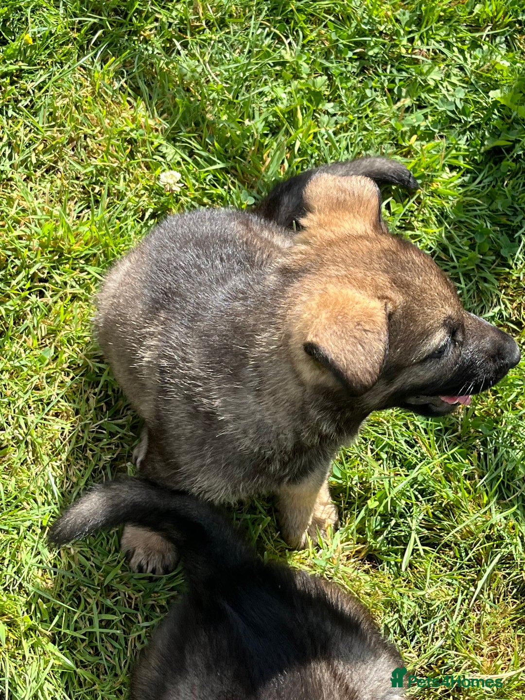 German Shepherd dogs for sale: German Shepherd Pups  - Image 17
