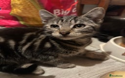 Mixed Breed cats for sale: Kittens for sale - Image 4