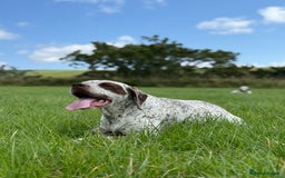 German Shorthaired Pointer dogs for sale: Braque du Bourbonnais - French Pointer - Image 20
