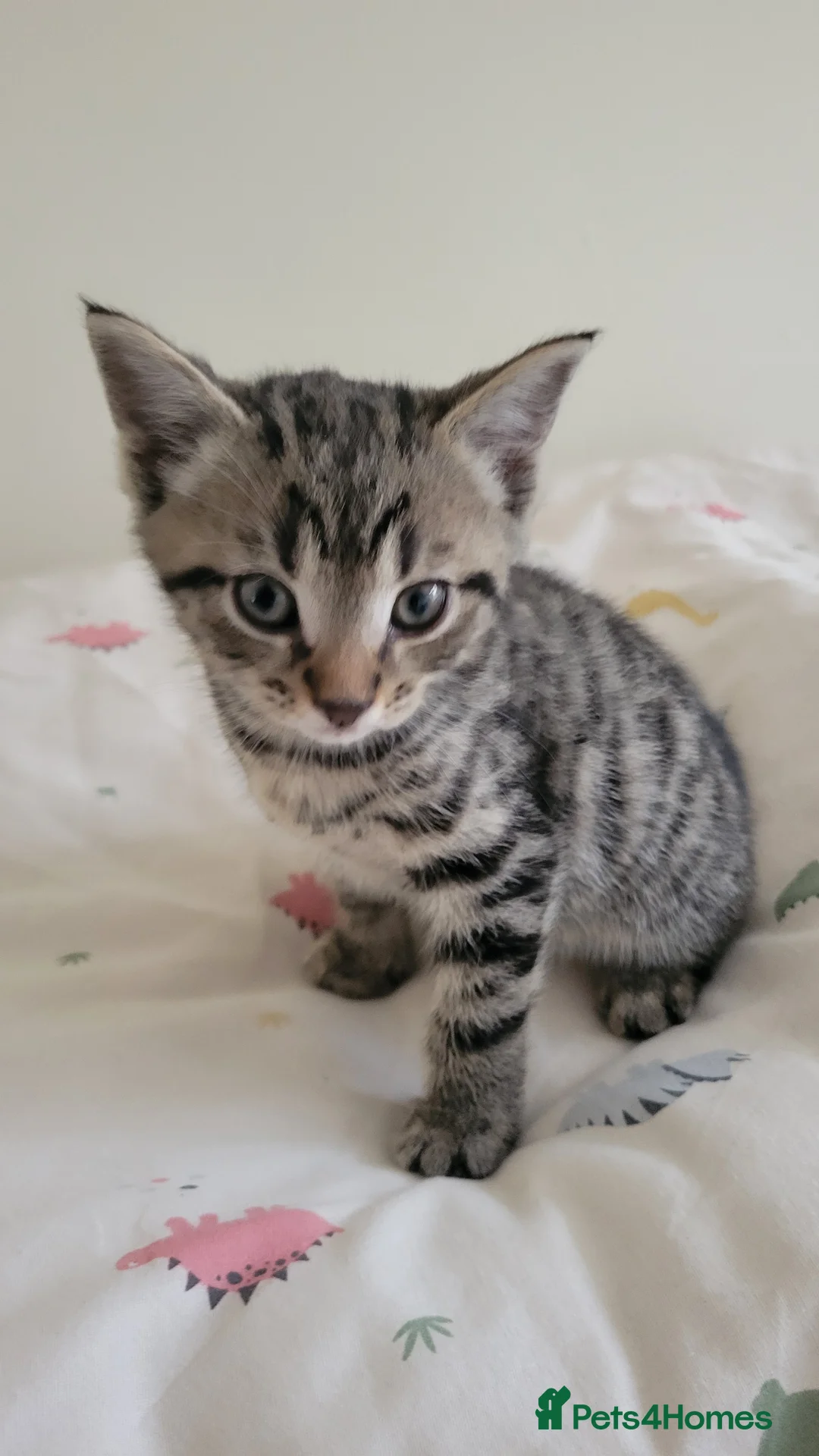 Mixed Breed cats for sale: 6 adorable kittens Ready for their forever homes - Advert 11