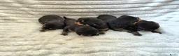 Rottweiler dogs for sale: Healthy & Chunky Family Raised Rottweiler Puppies - Advert 6