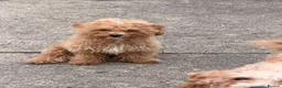 Maltipoo dogs for sale: Cute maltipoo ready to rehomes - Advert 5
