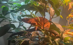 Chameleon reptiles for sale: Female Panther chameleon - Image 3
