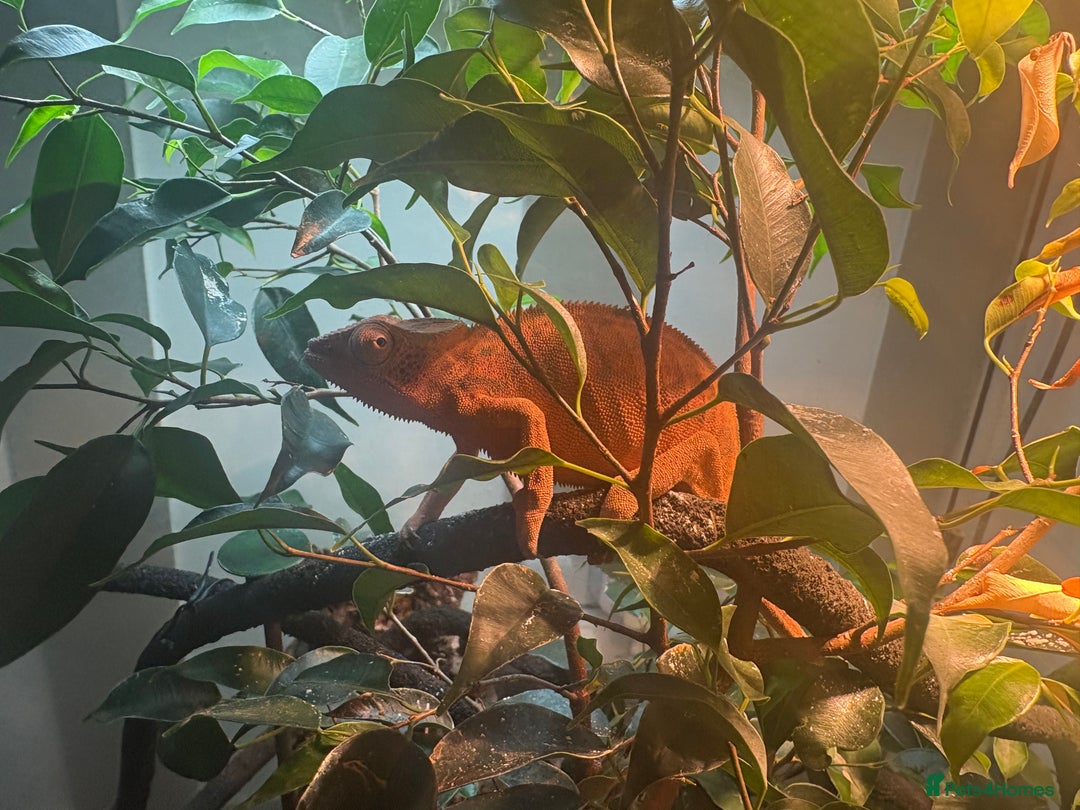 Chameleon reptiles for sale: Female Panther chameleon - Image 3