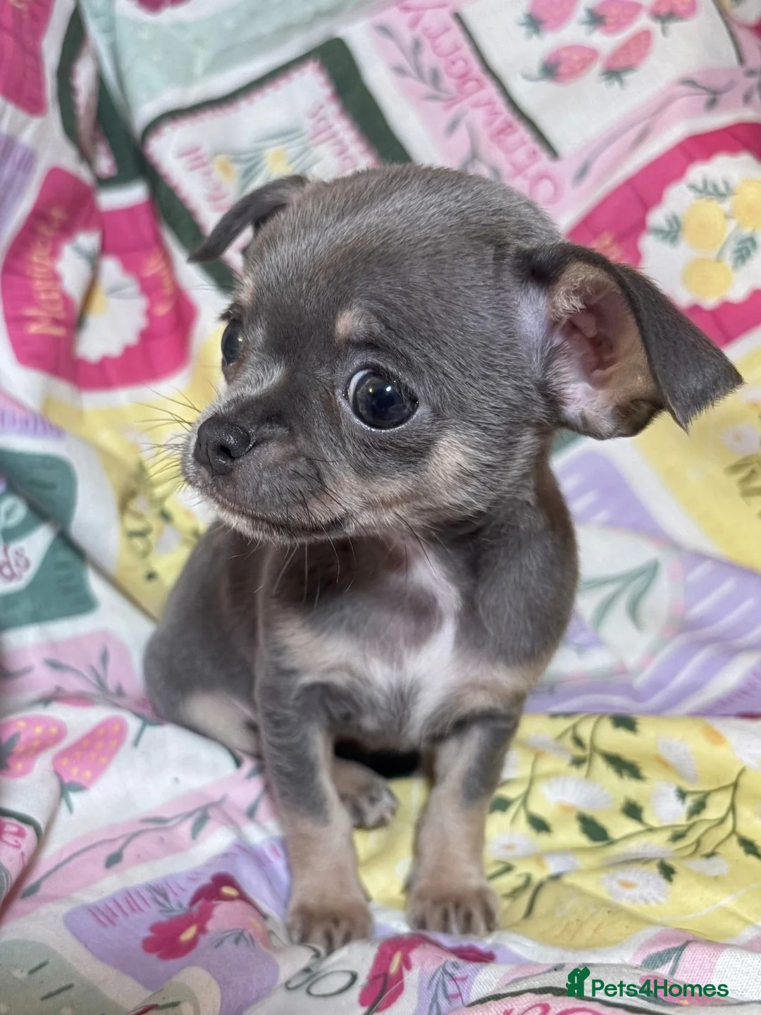 Chihuahua dogs for sale: Chihuahua Puppies💝 - Advert 14