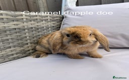Mini Lop rabbits for sale: Beautiful baby mini lop rabbits  - Image 6