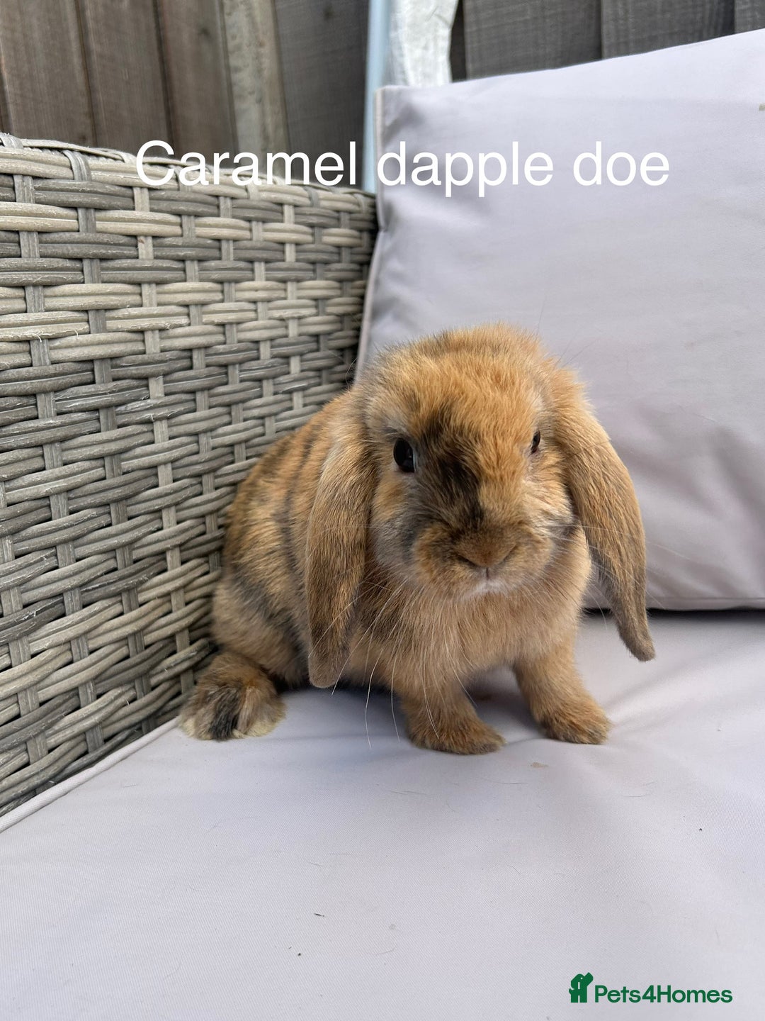 Mini Lop rabbits for sale: Beautiful baby mini lop rabbits  - Image 6
