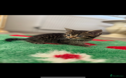 Mixed Breed cats for sale: Beautiful kittens for sale  - Image 4