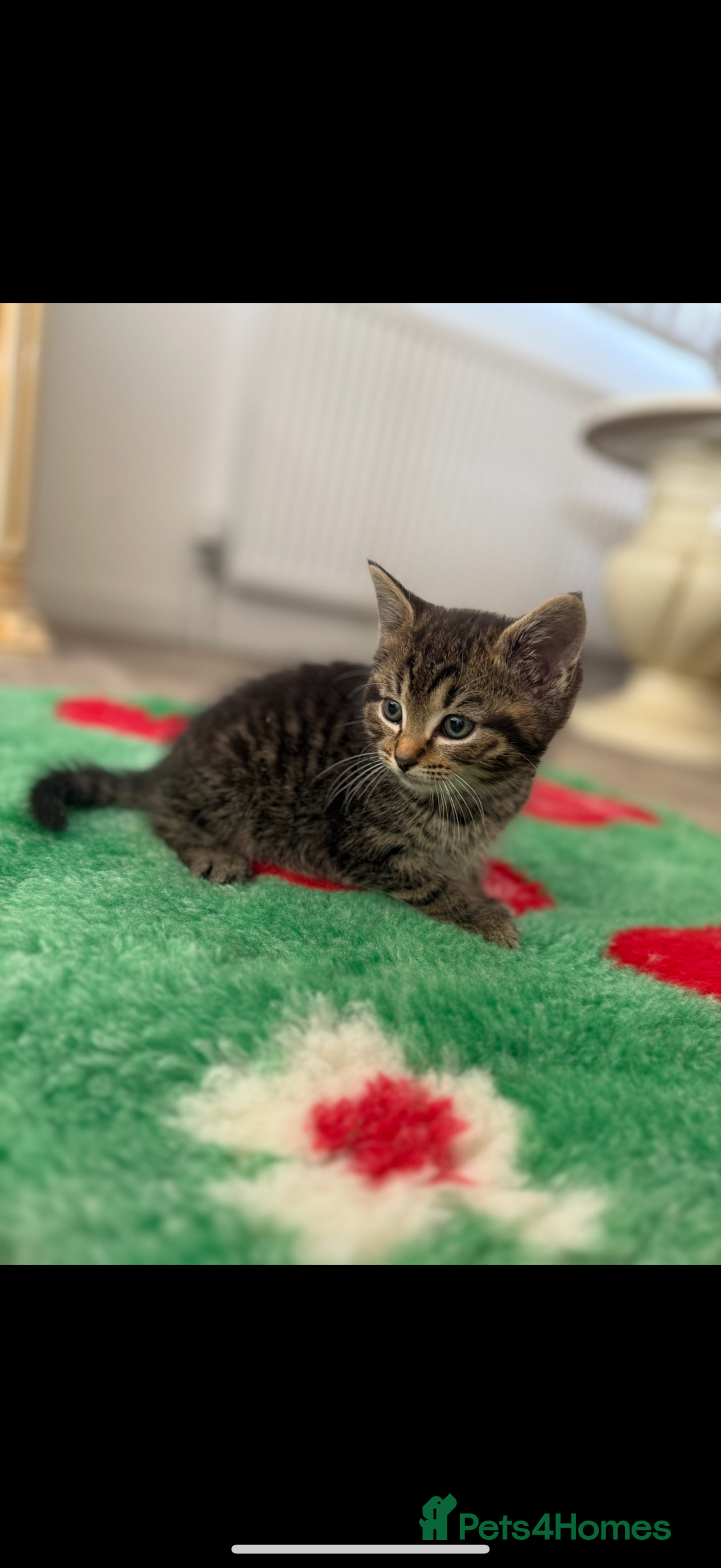 Mixed Breed cats for sale: Beautiful kittens for sale  - Image 4