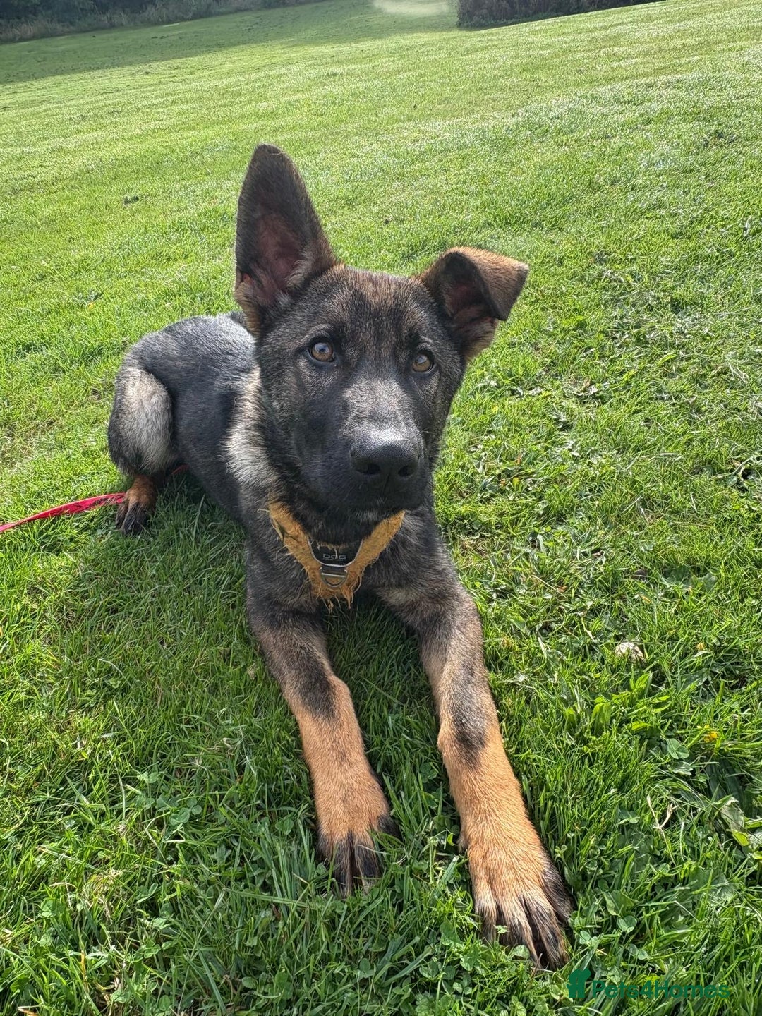 German Shepherd dogs for sale: German Shepherd for sale   - Advert 1