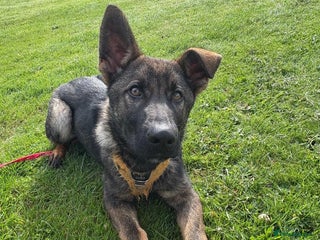 German Shepherd dogs German Shepherd for sale - Advert 3