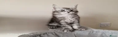 Maine Coon Kitten 1