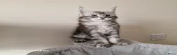 Maine Coon cats for sale: Licensed breeder-maine coon kittens - Advert 9