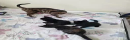 Bengal cats for sale: Stunning Bengal Cross Kittens - Advert 13