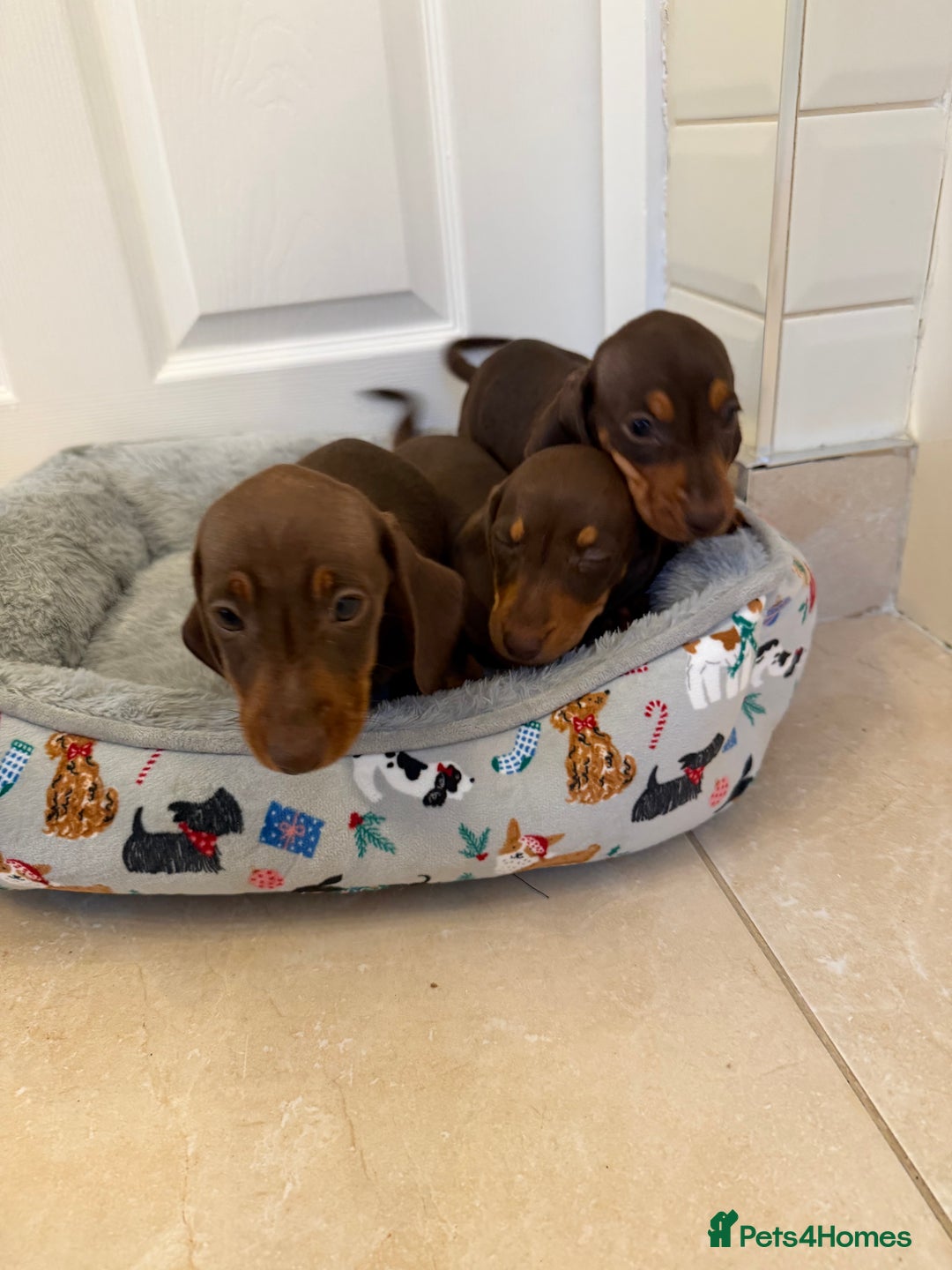 Miniature Dachshund dogs for sale: Miniature chocolate n tan dachshunds - Advert 5