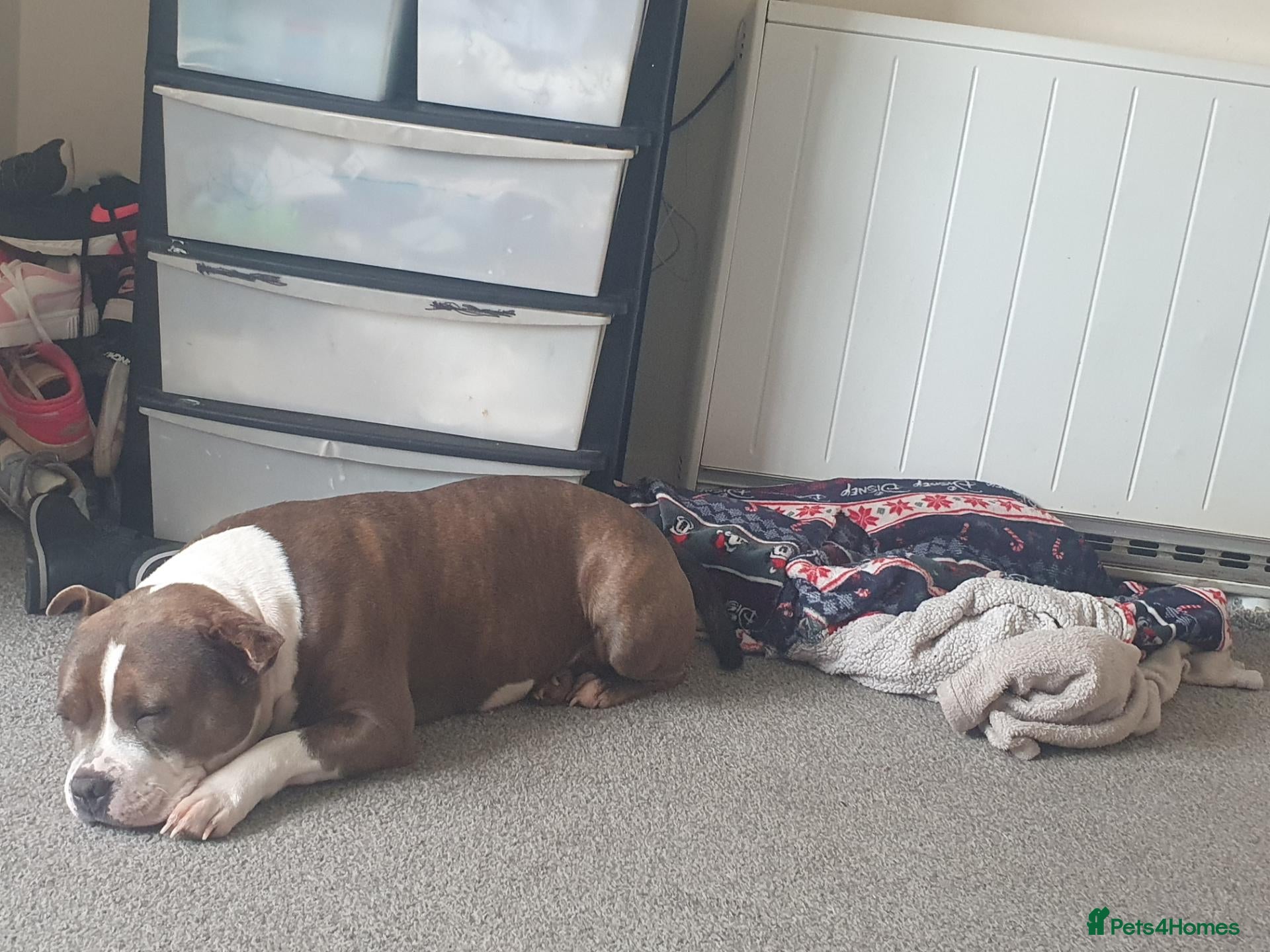 Mixed Breed dogs for sale: STAFFIE CROSS SHAR PEI PUPPIES  - Advert 1