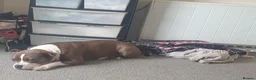 Mixed Breed dogs for sale: STAFFIE CROSS SHAR PEI PUPPIES  in Brighouse - Advert 1