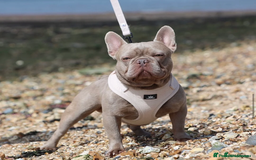 French Bulldog dogs for sale: Charming selection of French Bulldog Puppies - Image 19