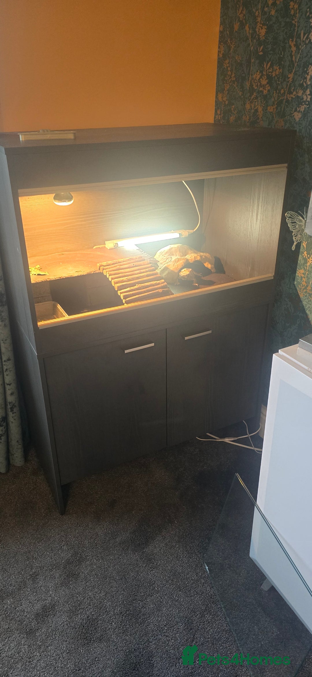 Bearded Dragon reptiles for sale: Bearded dragon- Full set up - Advert 2