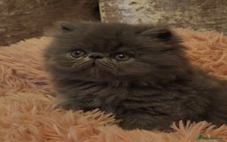 Exotic cats for sale: OUTSTANDING  QUALITY EXOTIC  KITTENS - Image 8