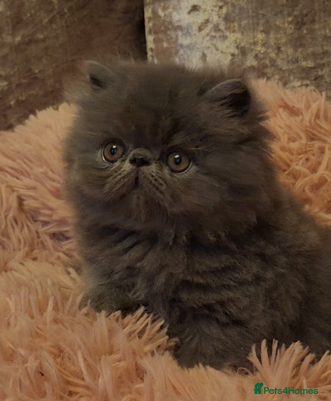 Exotic cats for sale: OUTSTANDING  QUALITY EXOTIC  KITTENS - Image 8