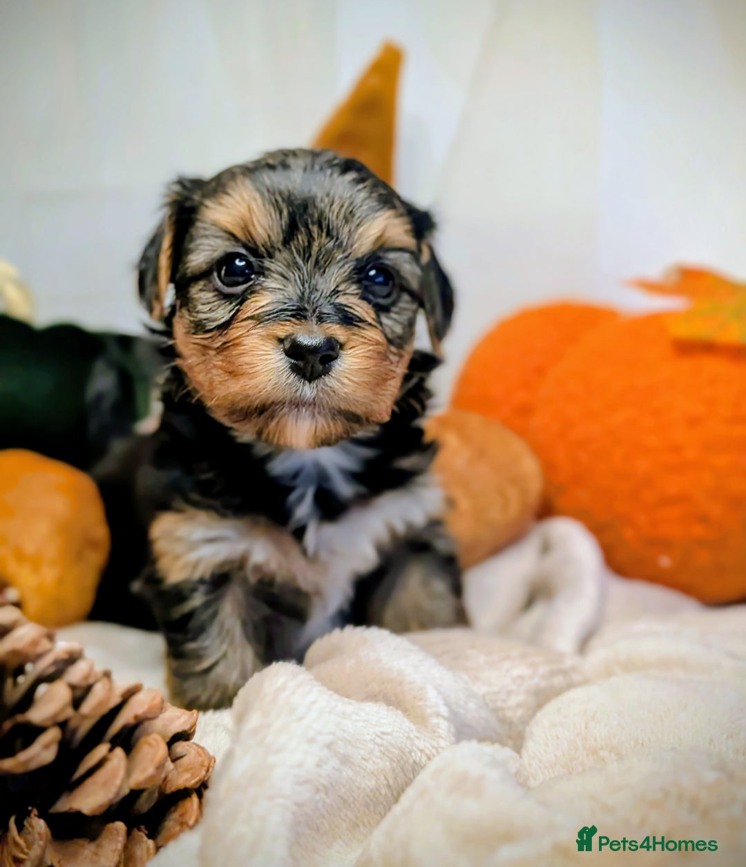 Yorkshire Terrier dogs for sale: 4 week old miniature Yorkshire terriers, 7 males  - Image 15
