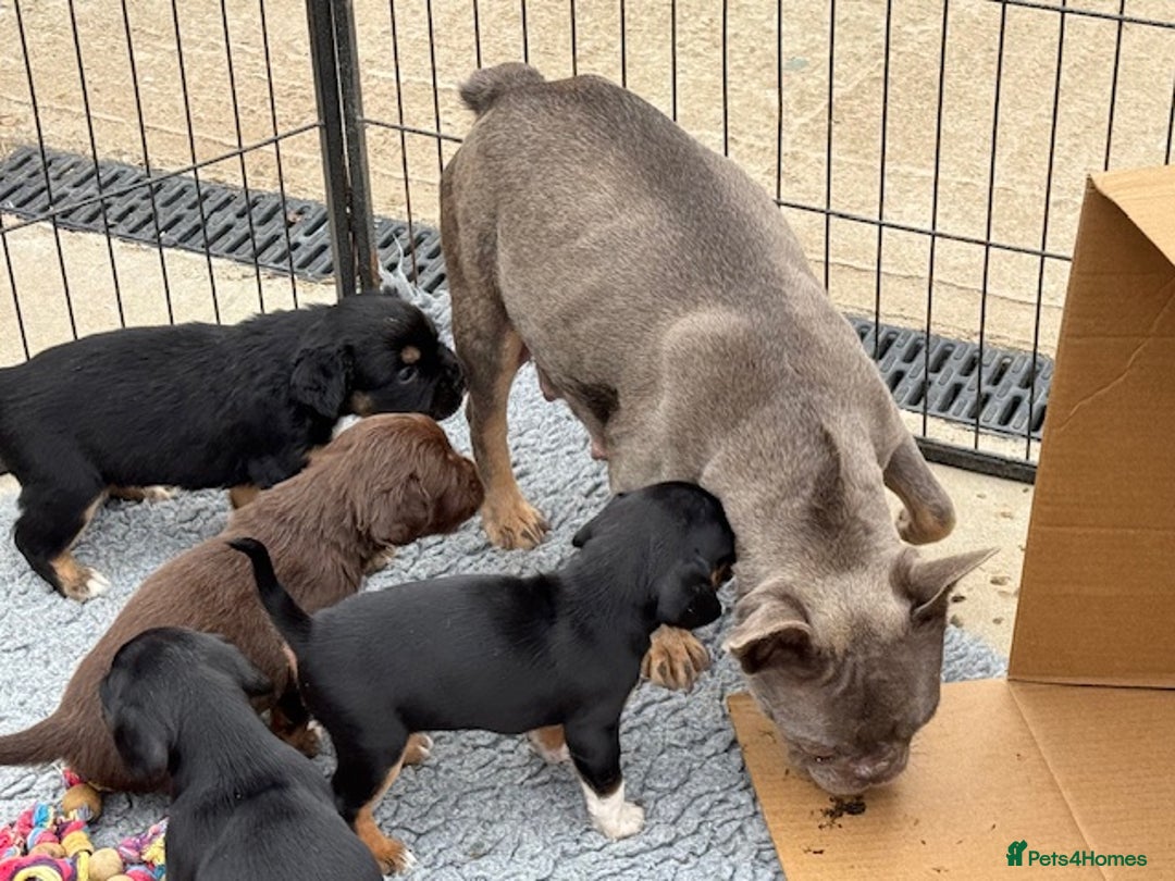 Mixed Breed dogs for sale: French Bulldog x Springer Spaniel pups ready 15Oct - Image 10