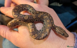 Boa Snake reptiles for sale: Brazilian Rainbow Boa - Image 4