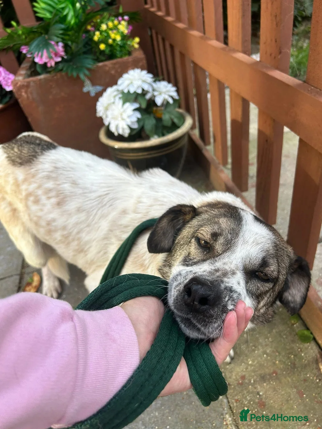 Mixed Breed dogs for adoption: Sherbet - Norwich Norfolk  in Norwich - Advert 2