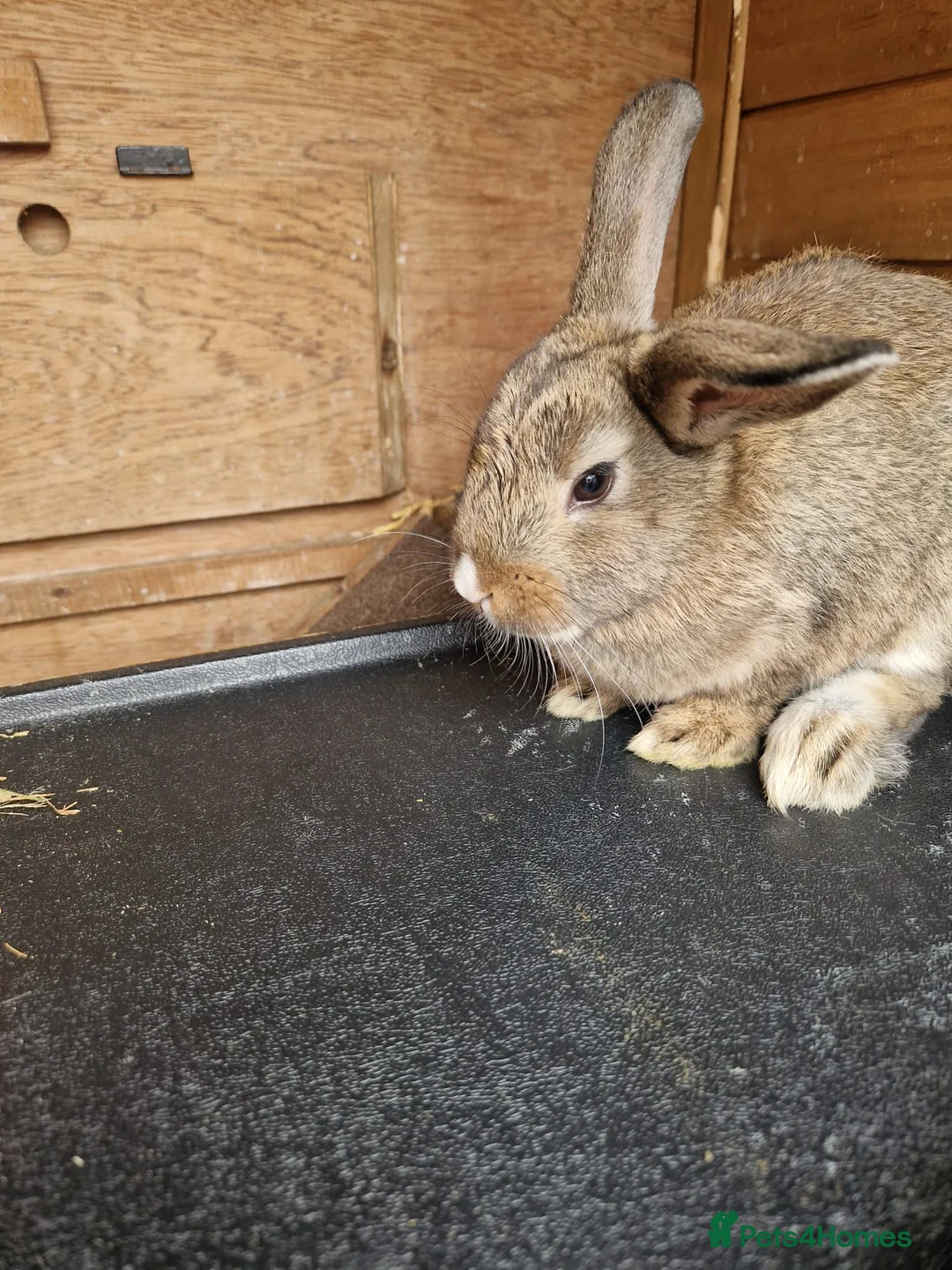Mixed Breed rodents for sale: Male rabbit in Wirral - Advert 2