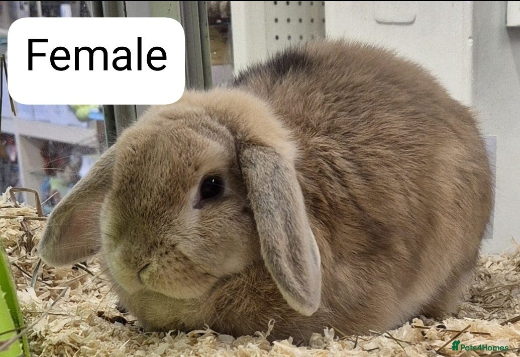 Dwarf Lop rabbits Beautiful Female Rabbits Available  - Advert 14