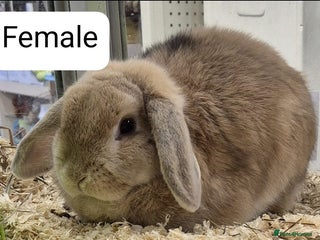 Dwarf Lop rabbits Beautiful Female Rabbits Available - Advert 1