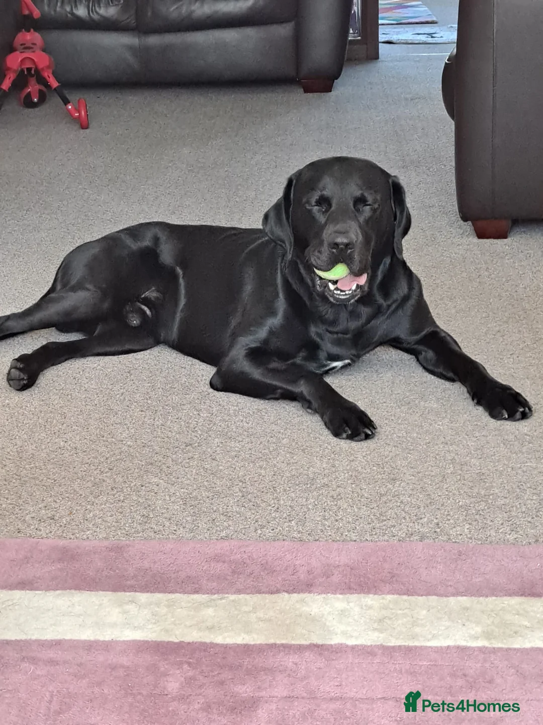 Labrador Retriever dogs for stud: Black Labrador for stud - North West - Proven stud in Saint Helens - Advert 12