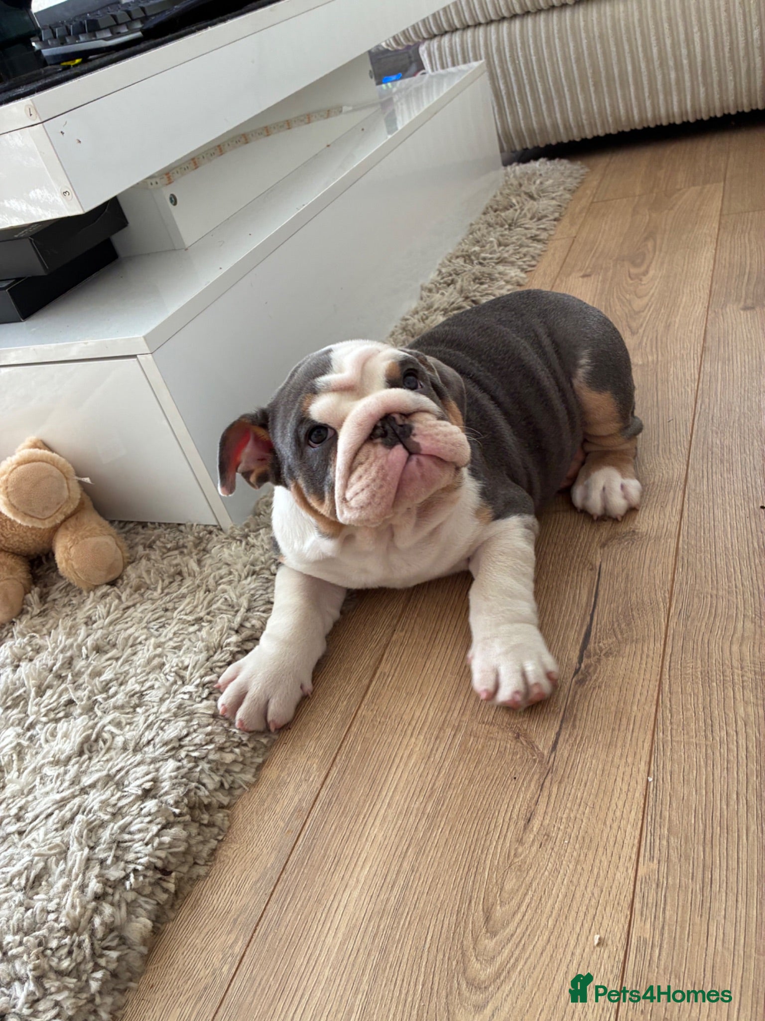 English Bulldog dogs English bulldog puppy  - Advert 1
