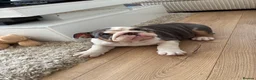 English Bulldog dogs for sale: English bulldog puppy  - Advert 7