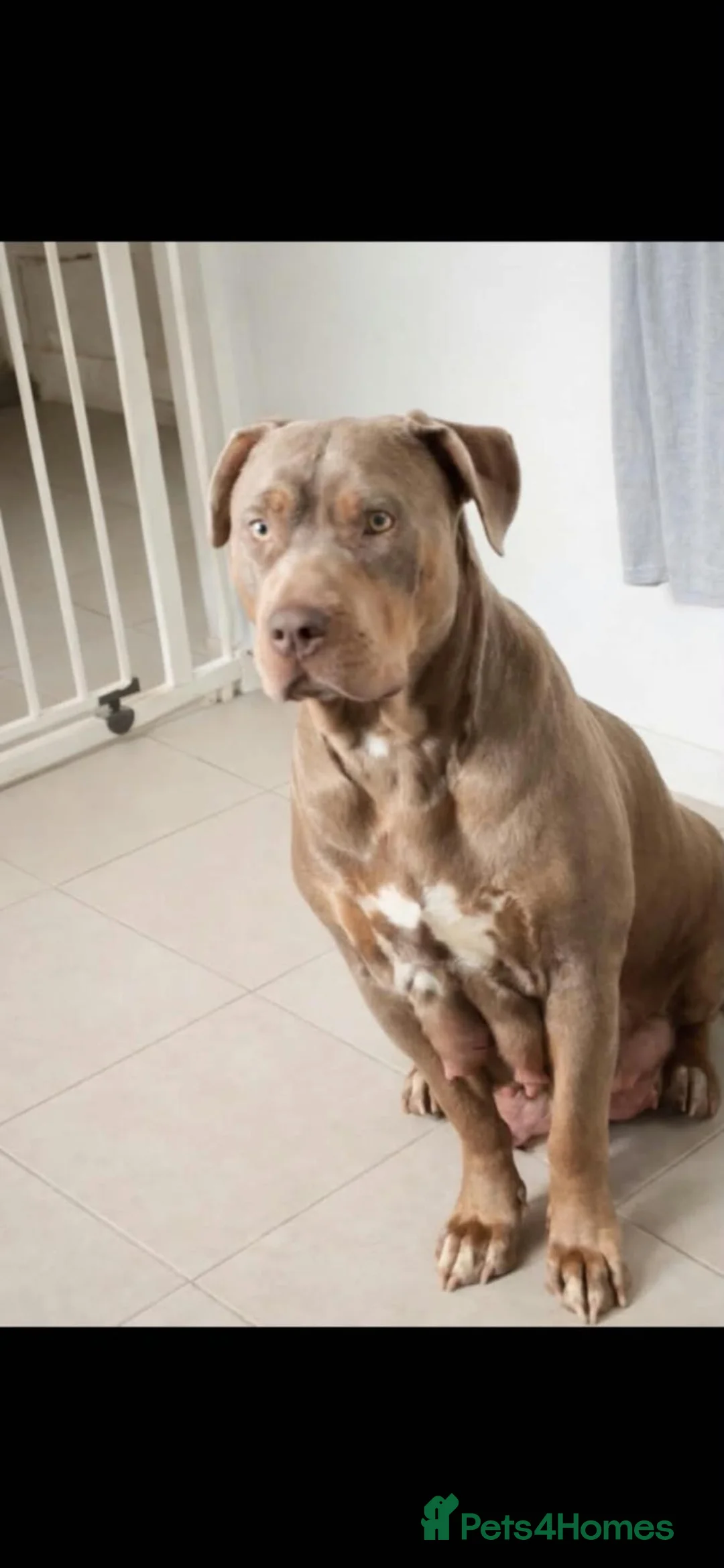 Mixed Breed dogs for sale: Beautiful puppy - Advert 8