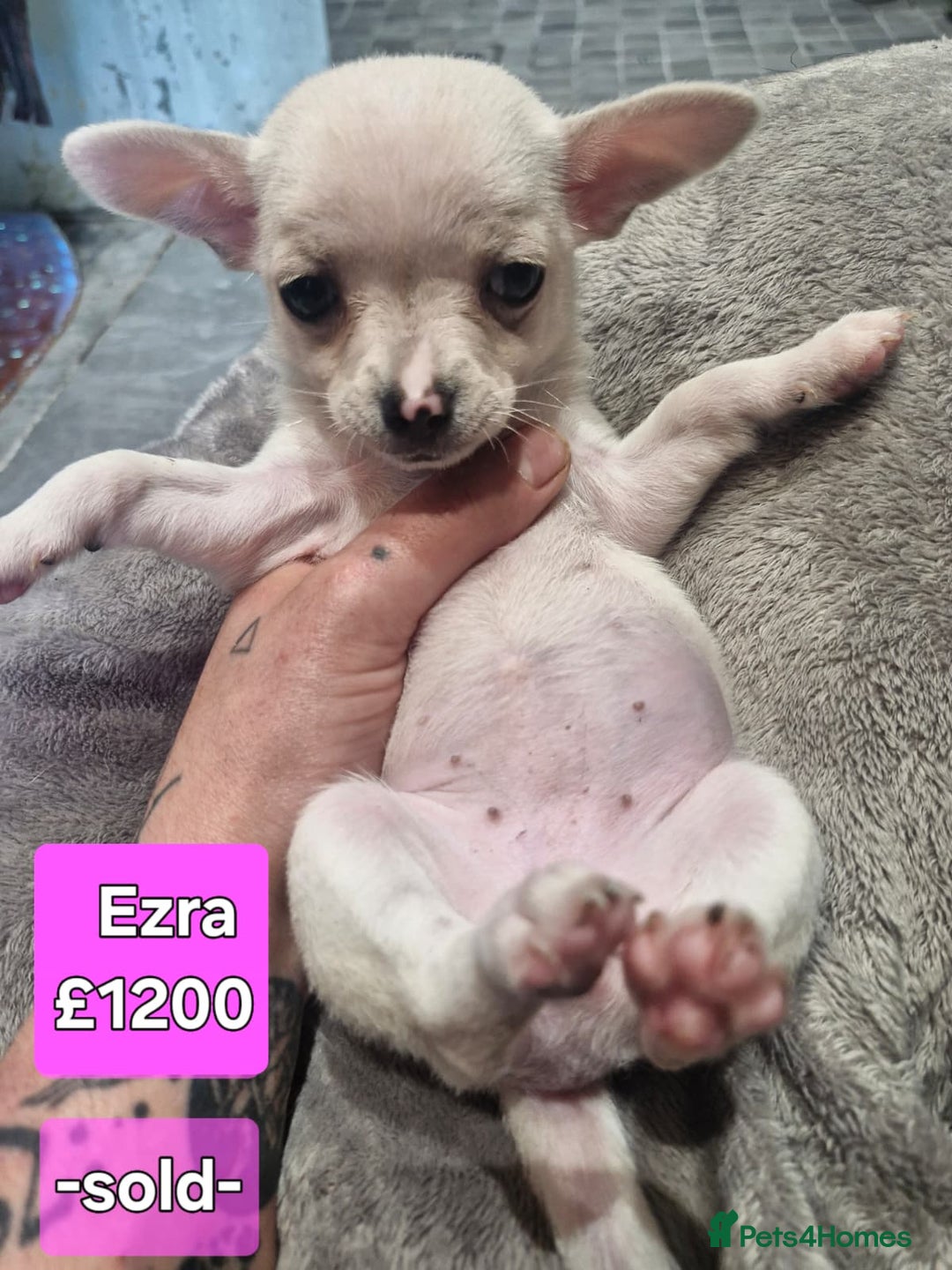 Chihuahua dogs for sale: Chihuahua pups for sale - Image 6