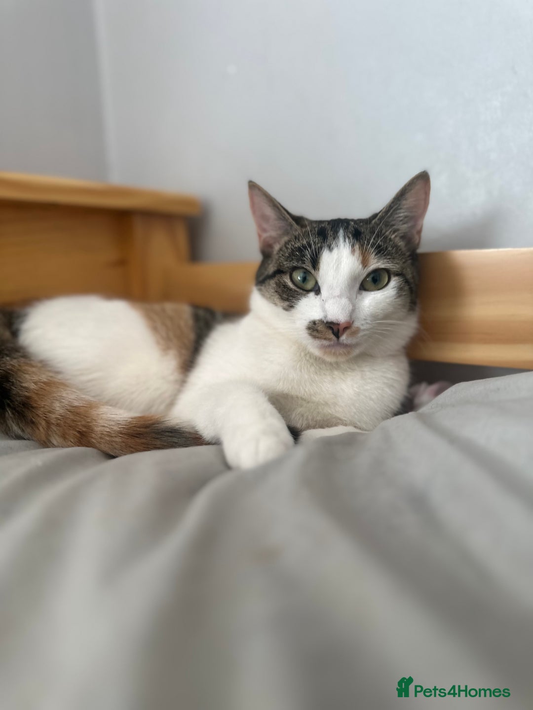 Mixed Breed cats for sale: Ginger Kitten - Advert 5