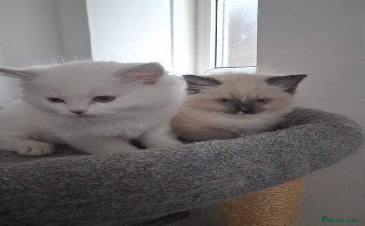 Ragdoll cats - Advert 11