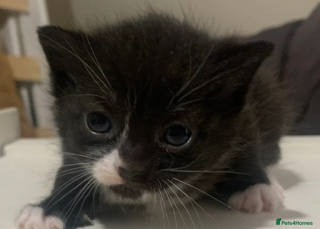 Mixed Breed cats for sale: Beautiful litter of four mixed breed kittens  in Liverpool - Advert 11