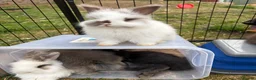 Angora rabbits for sale: Full Face English Angoras - Advert 38