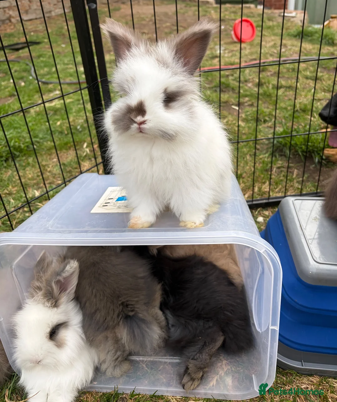 Angora rabbits for sale: English Angora 1 broken choc boy remaining  - Advert 7