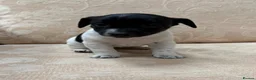 Jack Russell dogs for sale: Old fashioned pocket Jack Russell  in Gillingham - Advert 6