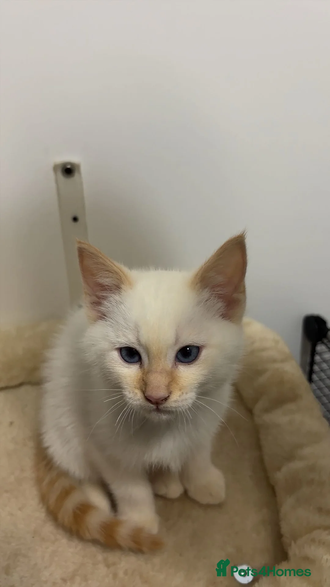 Ragdoll cats for sale: X3 Beautiful Ragdoll Kittens - Ready to leave 🐱 - Advert 11