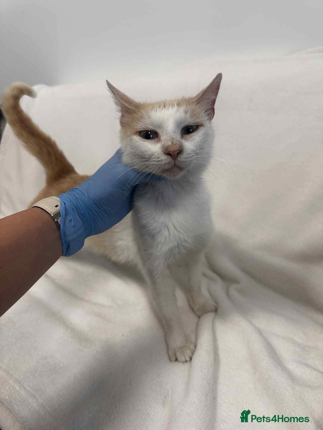 Mixed Breed cats for adoption: 💍Pearl💍is looking for her forever home!  - Image 2