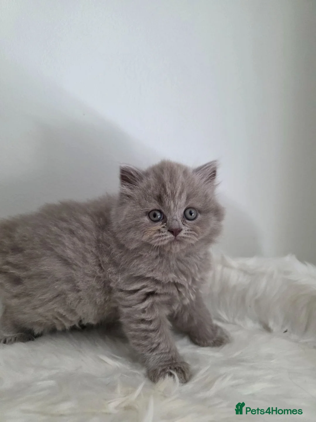 British Shorthair cats for sale: Champion 🏆 lilac female British Longhair  - Advert 2