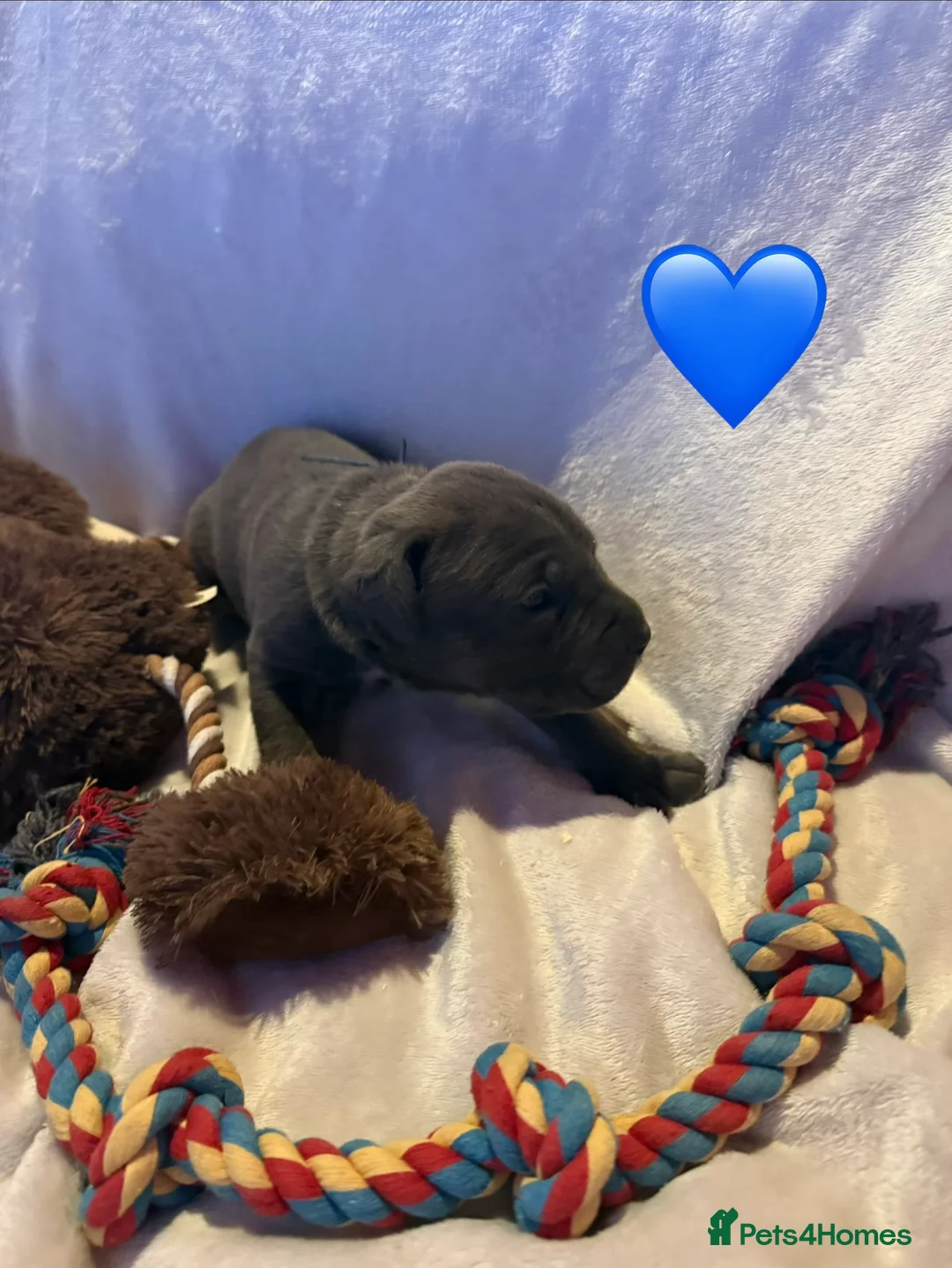 Cane Corso dogs for sale: Cane corso puppies ICCF registered  - Advert 20