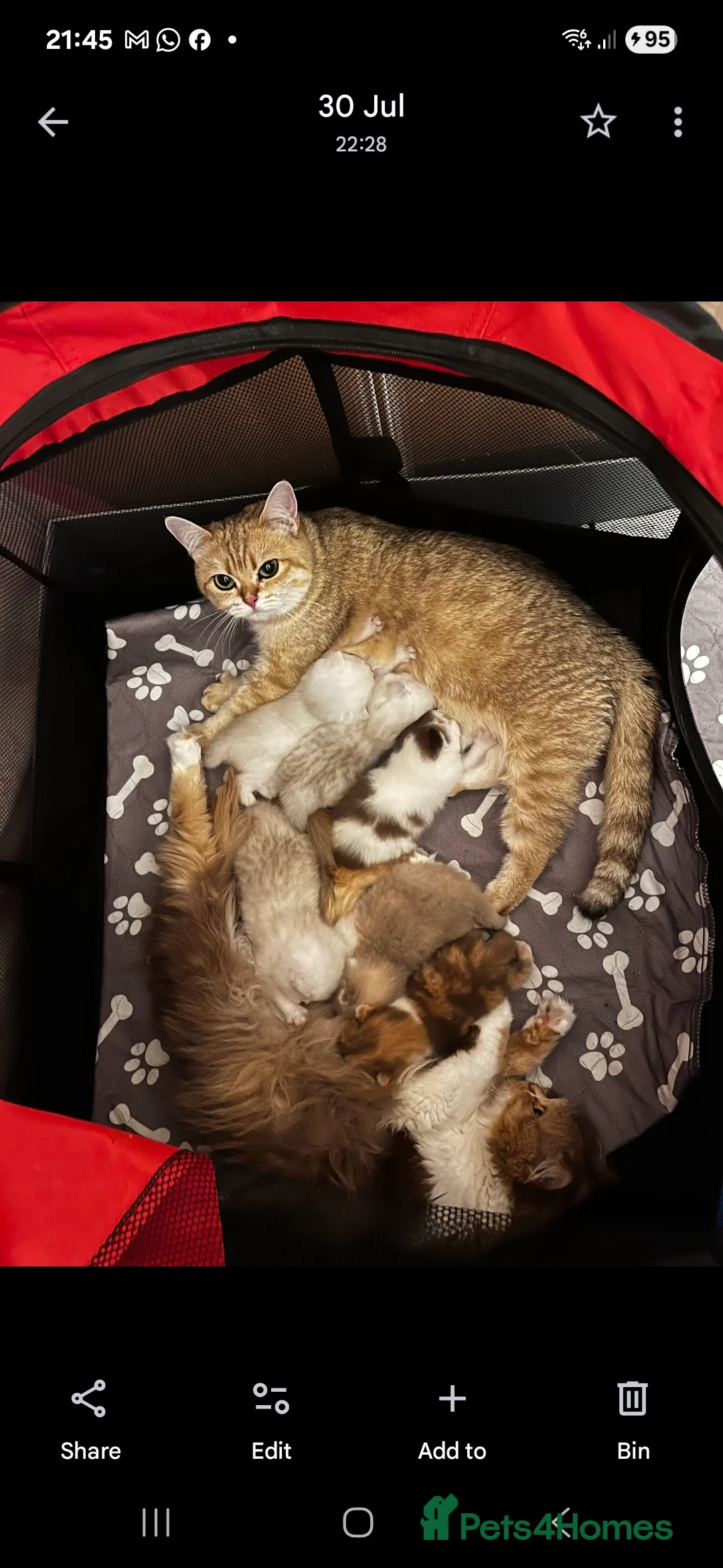 British Shorthair cats for sale: GCCF one boy British silver shorthair - Advert 14