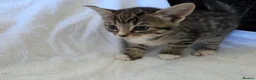Persian cats for sale: Fluffy Perisan Kittens looking for Forever Homes in Edinburgh - Advert 14